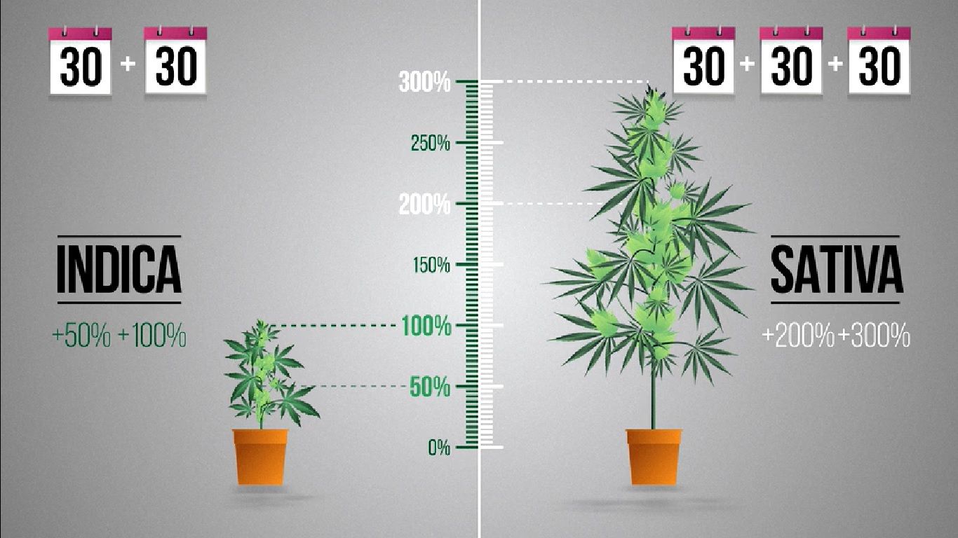 La croissance indica sativa